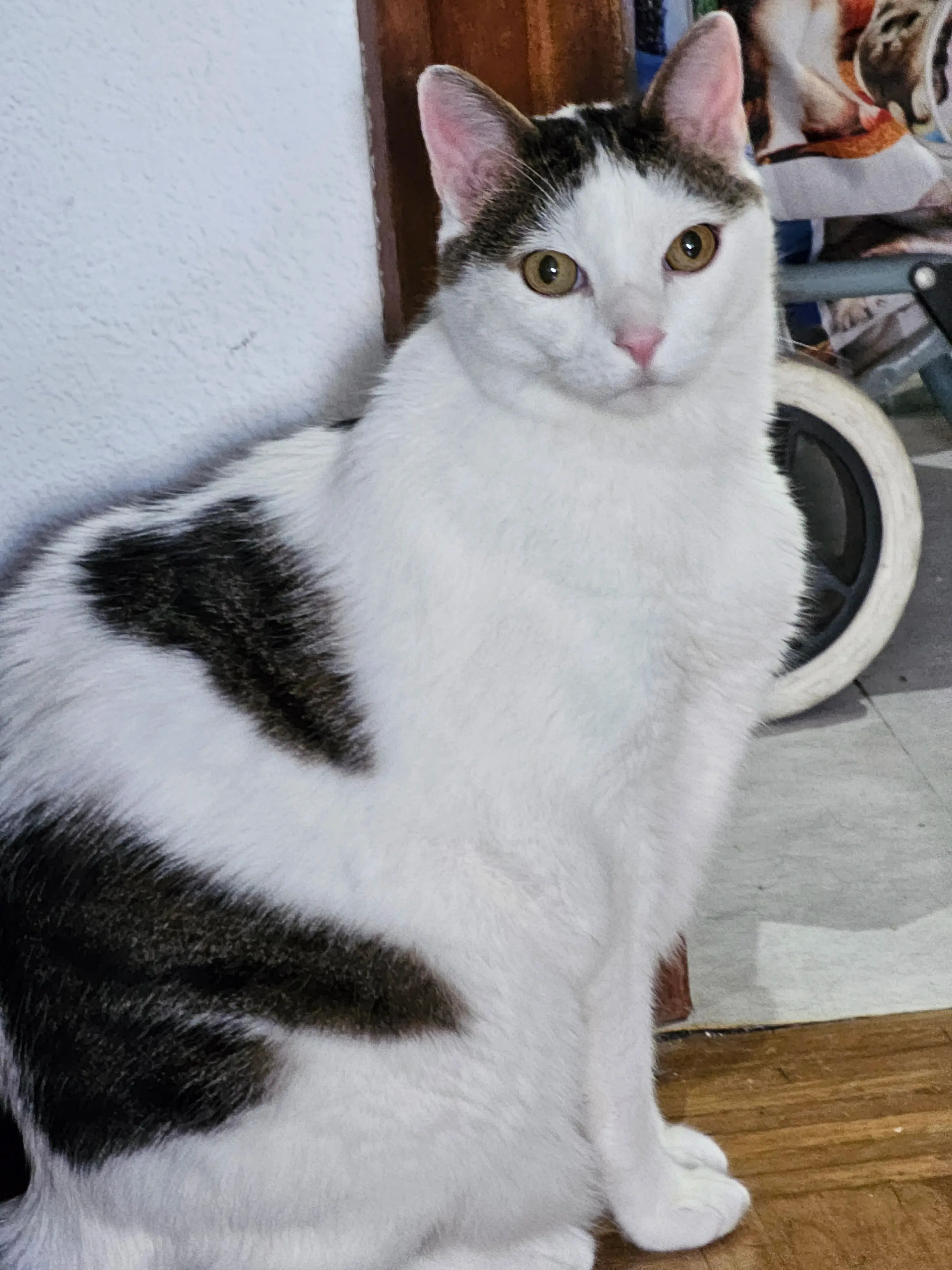 cat