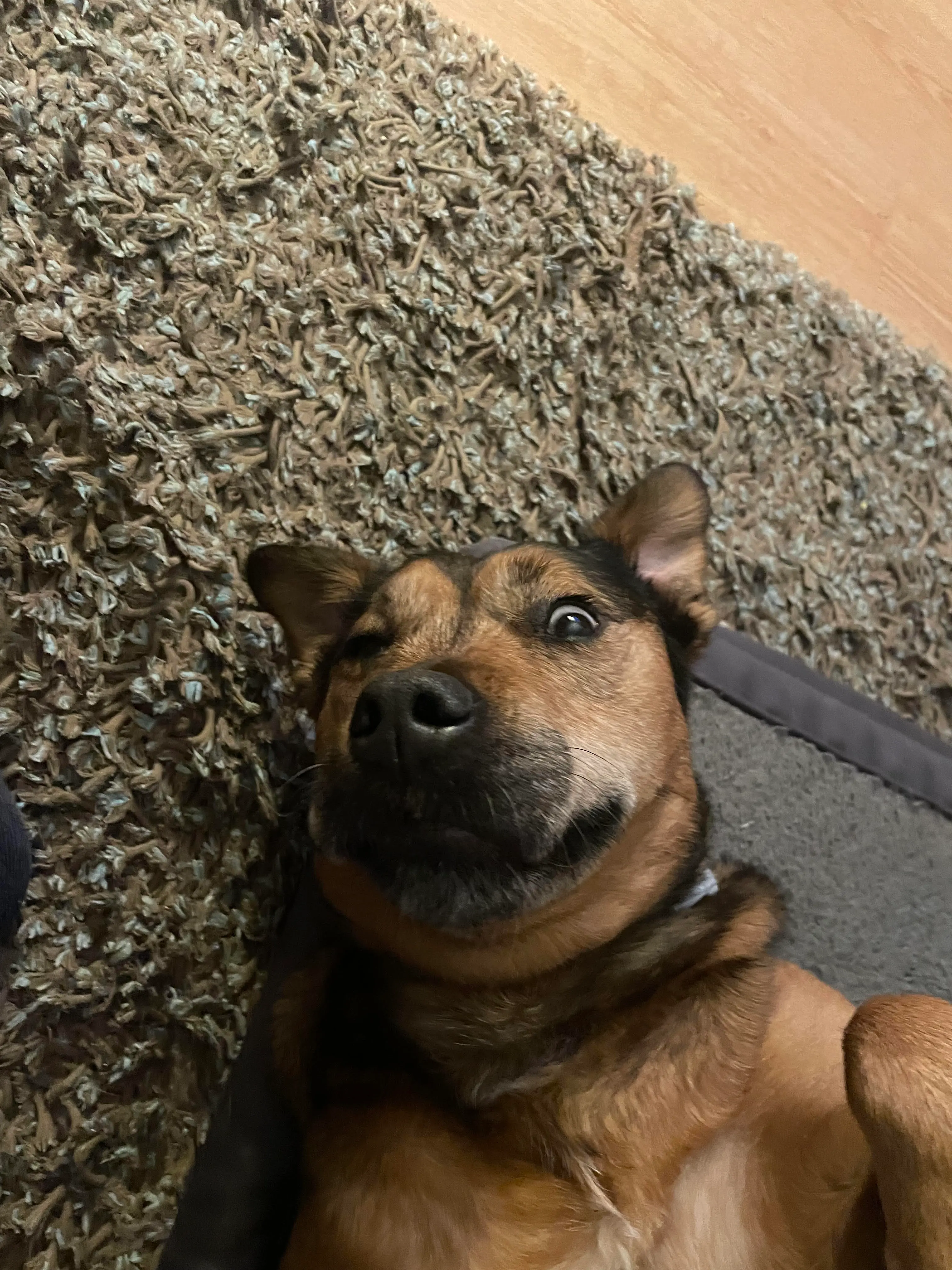 grey lying down